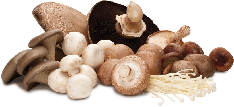 Mushrooms York
